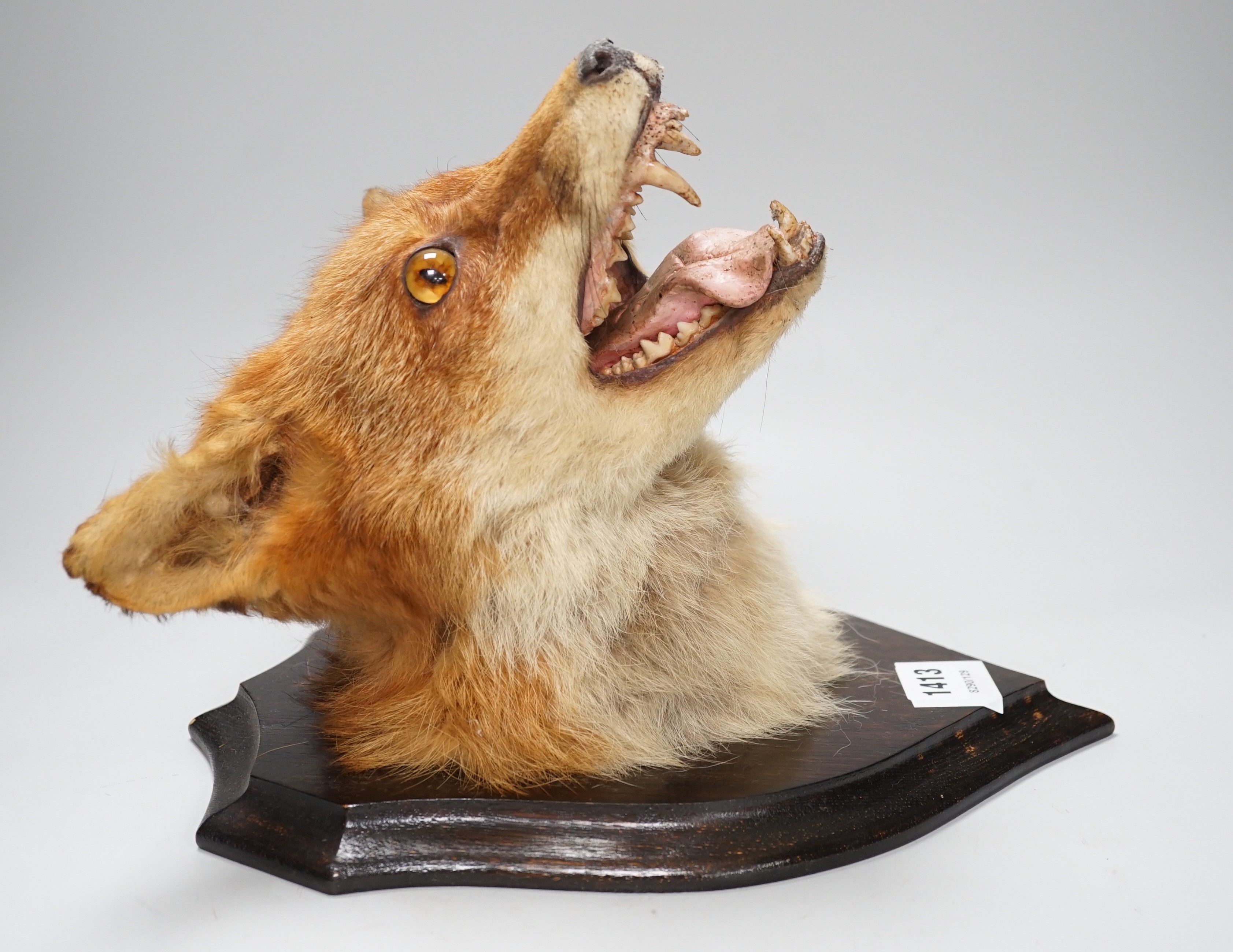 A wall mounted taxidermic fox mask trophy. Approx 30cm tall